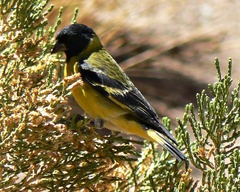 Spinus crassirostris