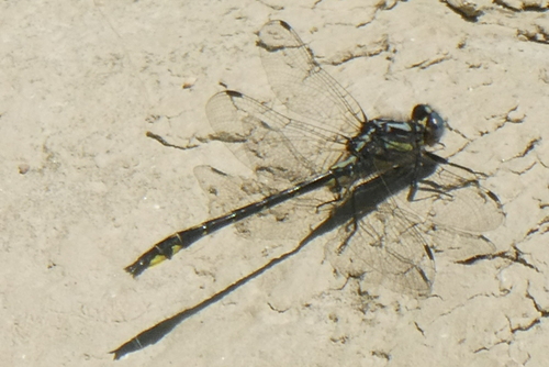Rapids Clubtail photo 6