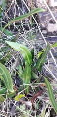 Elaphoglossum gayanum image