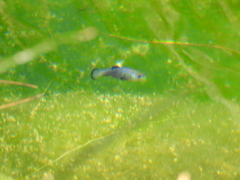 Cyprinodon nevadensis