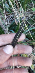 Elaphoglossum gayanum image