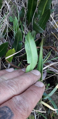 Elaphoglossum gayanum image
