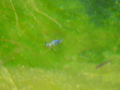 Cyprinodon nevadensis