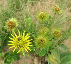 Berkheya speciosa