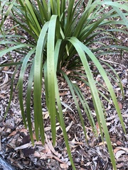 Lomandra hystrix