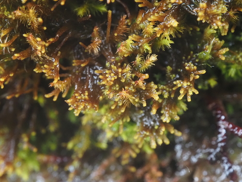 Tetralophozia filiformis