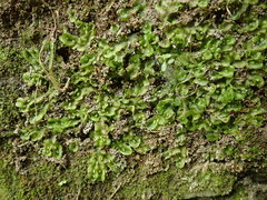 Symphyogyna undulata