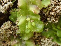 Symphyogyna undulata