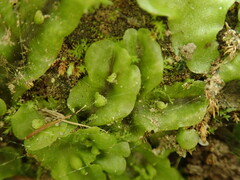 Symphyogyna undulata