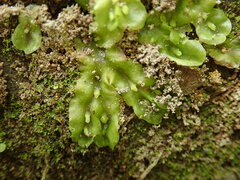 Symphyogyna undulata