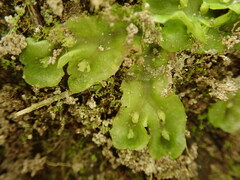 Symphyogyna undulata