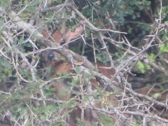 Nesotragus moschatus