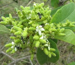 Vangueria infausta