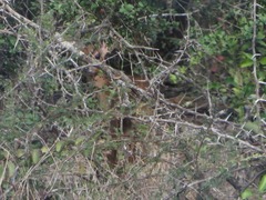 Nesotragus moschatus