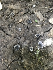 Hypomyces stephanomatis