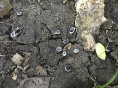 Hypomyces stephanomatis