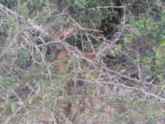 Nesotragus moschatus