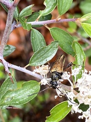 Lepturobosca