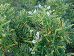 Veronica stenophylla
