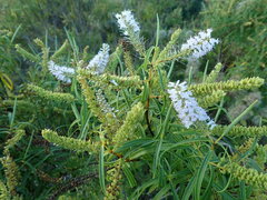 Veronica stenophylla