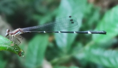 Protosticta sanguinostigma