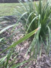 Lomandra hystrix
