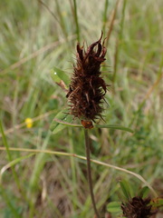 Trifolium ochroleucon