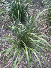 Lomandra hystrix