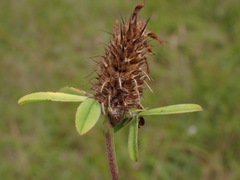Trifolium ochroleucon