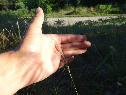 Stipa spartea iNat (3)