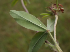 Trifolium ochroleucon