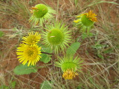 Berkheya speciosa