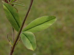 Trifolium ochroleucon