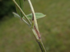 Trifolium ochroleucon