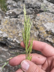 Bromus marginatus