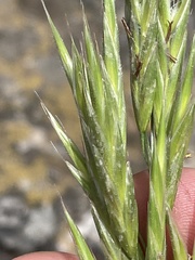 Bromus marginatus