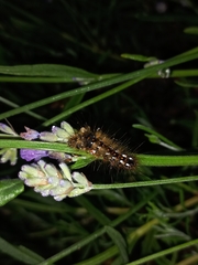 Acronicta rumicis