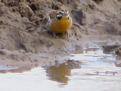 Emberiza flaviventris