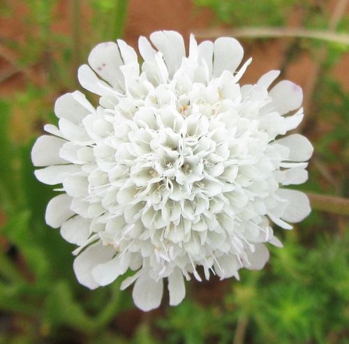 Small Scabious