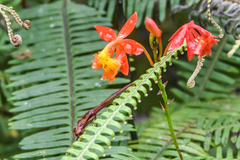 Epidendrum radicans
