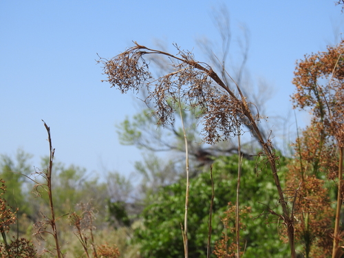 Image of Cladium californicum by (c) Rachel Stringham, some rights reserved (CC BY)
