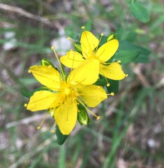 Hypericum pseudomaculatum