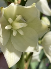 Tegeticula yuccasella