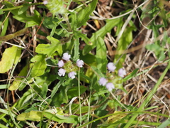 Prunella × intermedia