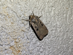 Parabagrotis