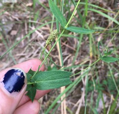 Hypericum pseudomaculatum