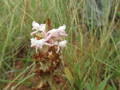 Satyrium longicauda longicauda