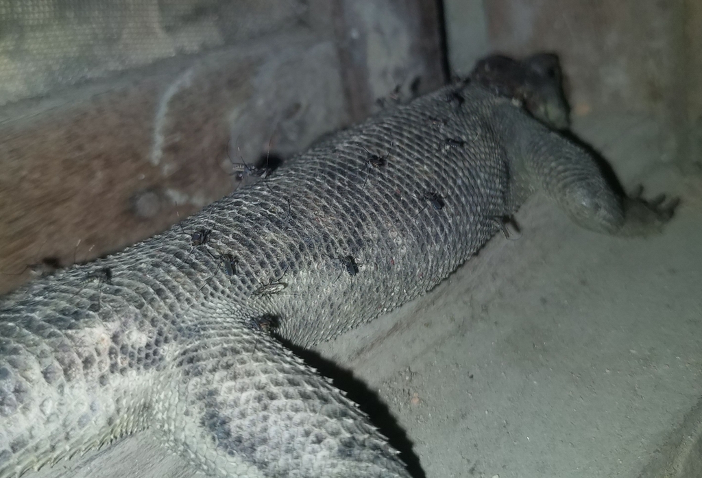 Mosquitoes from LUFASI Nature Park Lagos on June 28, 2022 at 0759 PM