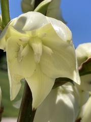 Tegeticula yuccasella