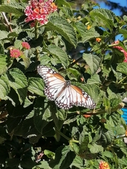 Danaus gilippus candidus